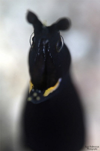 Black Ribbon Eel Portrait by Iyad Suleyman 